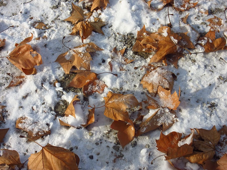 Leaves, Snow, Winter, Blast, winter blast, nature, wintry, dry HD wallpaper
