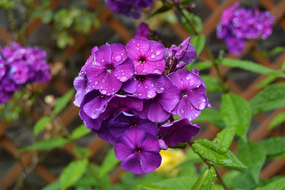 flower, blue, rain, spring, blue star, flowering plant, beauty in nature HD wallpaper