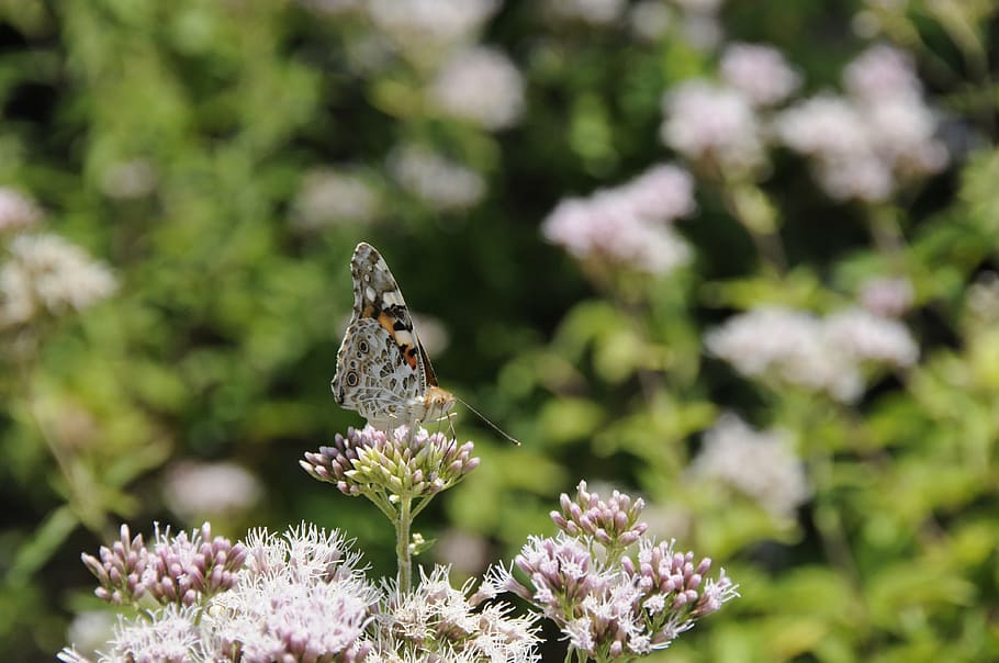butterfly, insect, flower, flowering plant, animal, animal themes HD wallpaper