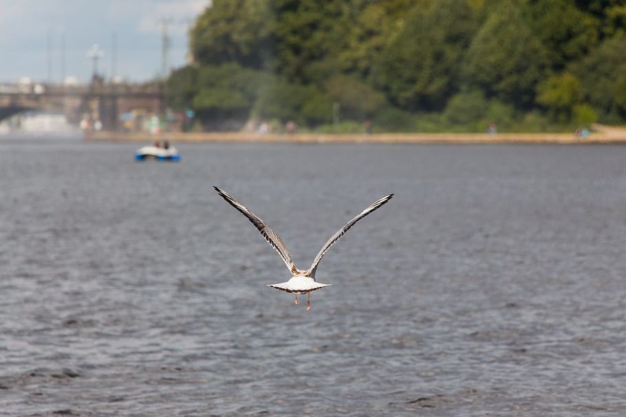 seagull, water, river, bird, animal, wind, on the water, nature HD wallpaper