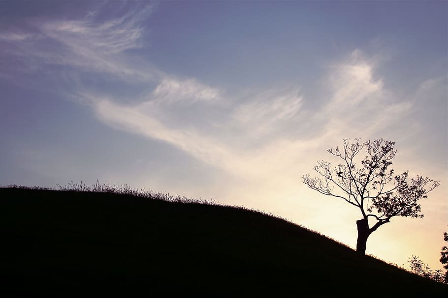 olympic park, wood, cloud, sky, tree, plant, cloud - sky, nature HD wallpaper