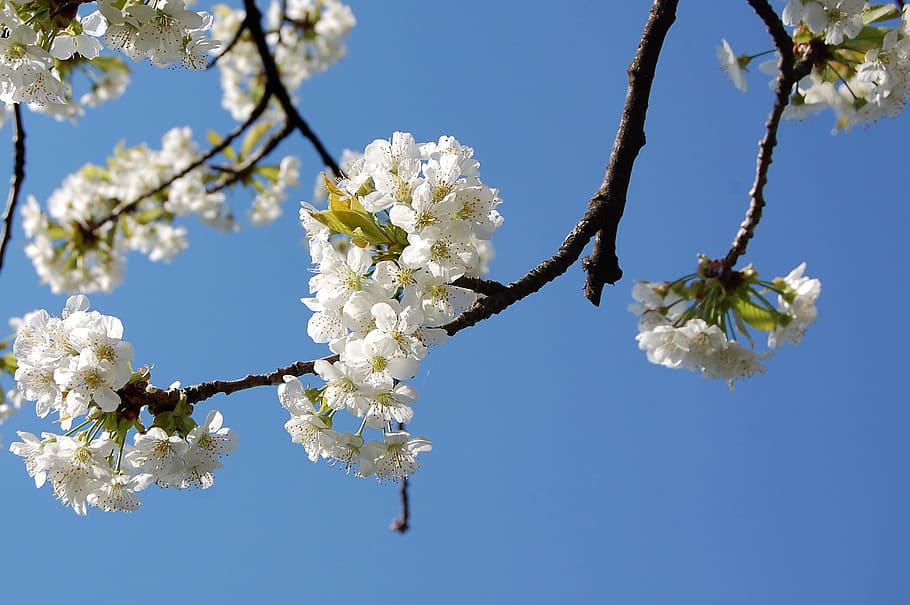 spring, cherry tree, cherry blossom, springtime, season, blooming HD wallpaper