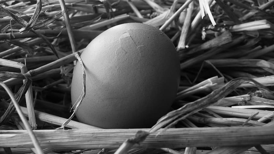 egg, straw, black, white, background, nature, eggshell, food