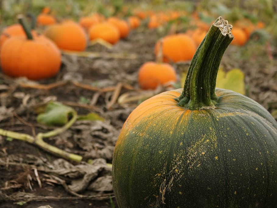 selective focus photography of green pumpkin at garden, farm HD wallpaper