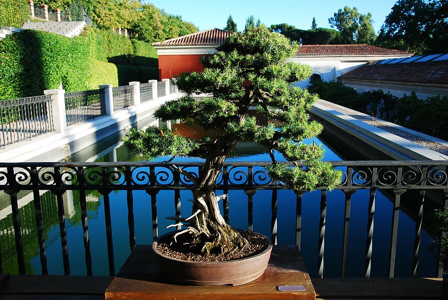 bonsai, madrid, botanical, plant, architecture, growth, nature HD wallpaper