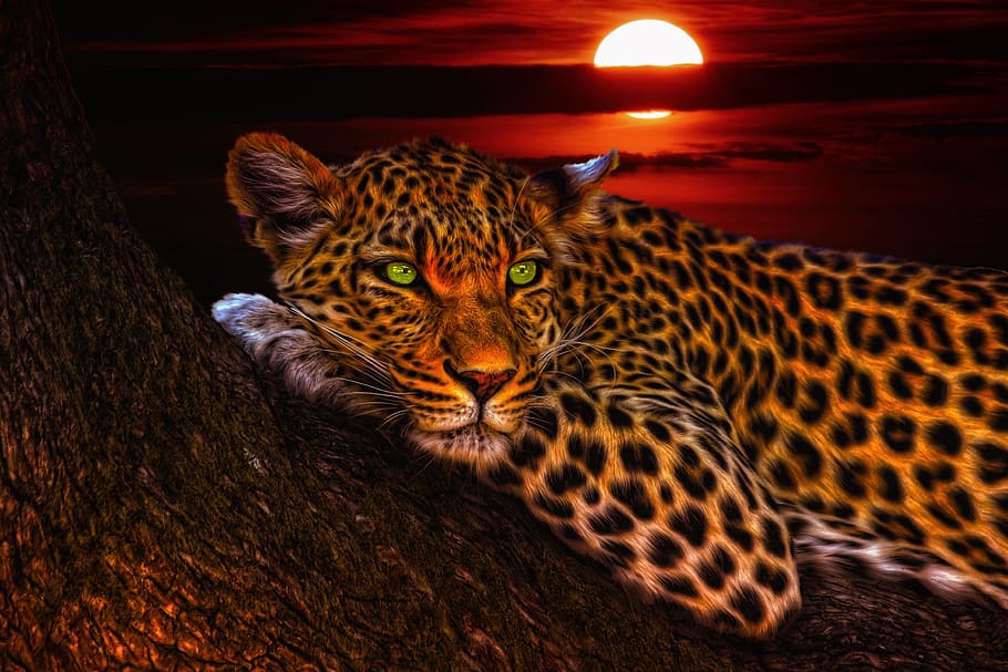 Leopard on top of tree branch during nighttime photo, cats, animal