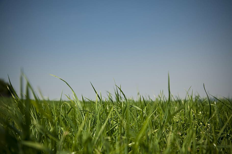 meadow, sky, grass, grasses, nature, landscape, green, blue HD wallpaper