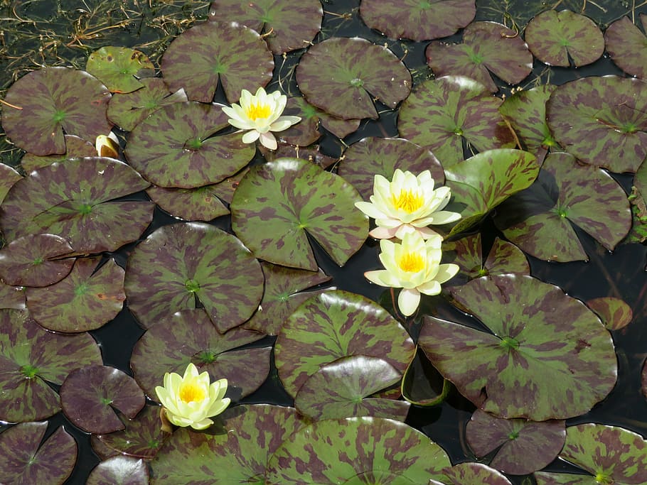lily, pond, lotus, flower, exotic, white, waterlily, plant