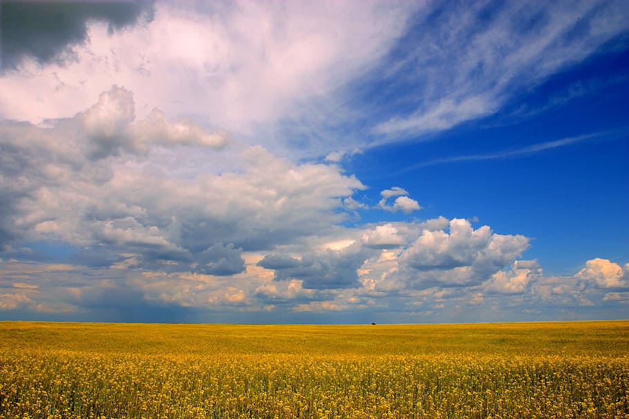 green grass field, yellow and green grass field, cloud, blue HD wallpaper