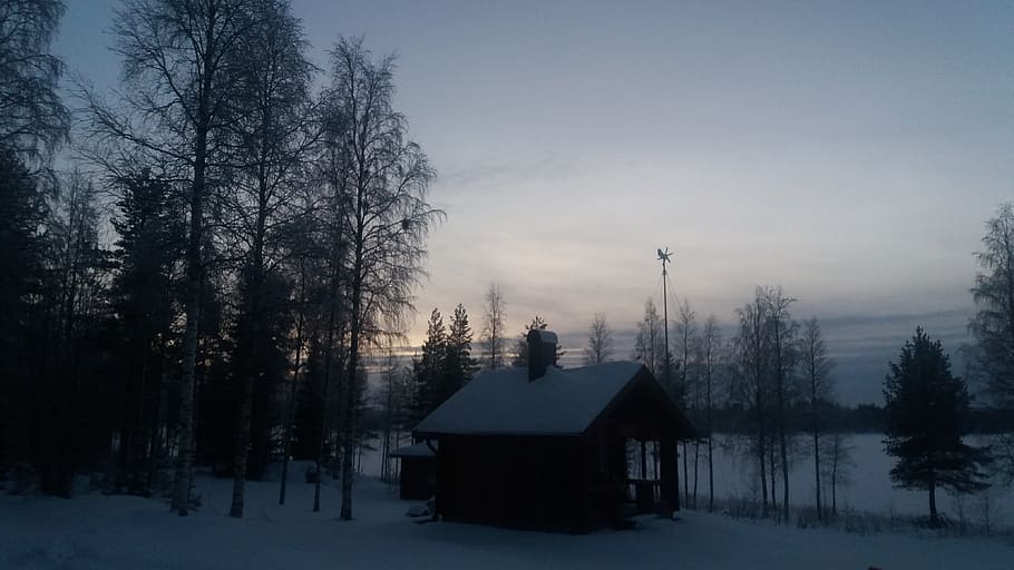 twilight, january, snow, tree, cold temperature, winter, plant HD wallpaper
