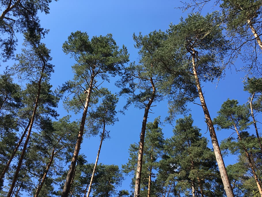 tree, forest, nature, sky, down, evergreen, moss, way, park HD wallpaper