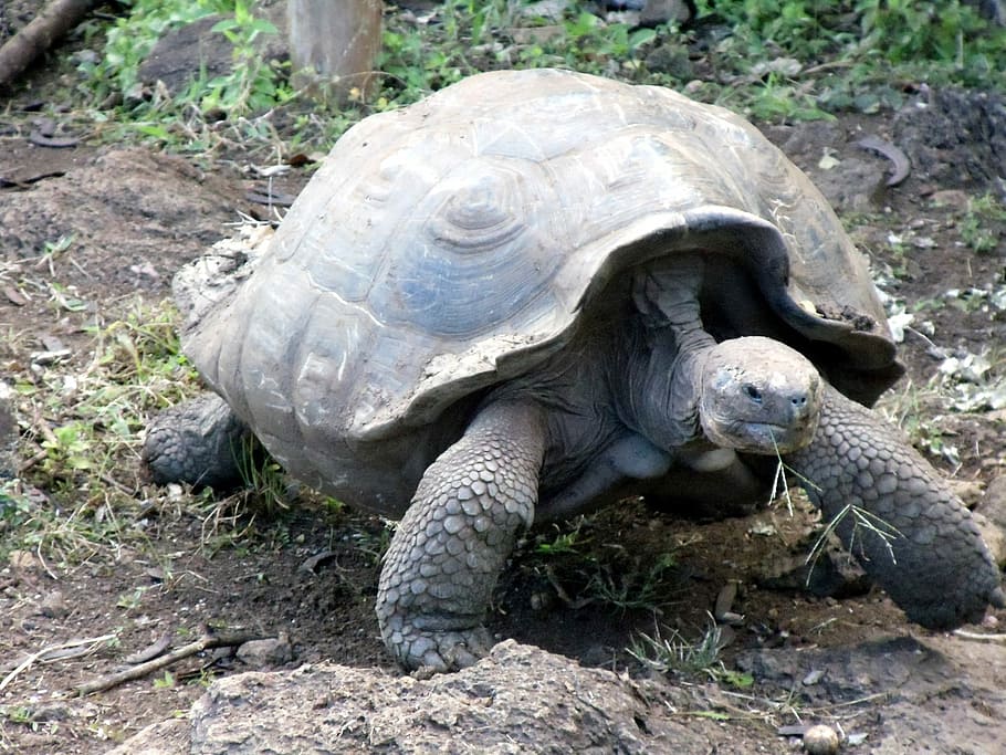 gray tortoise walking on ground, Giant, Galapagos, Turtle, islands