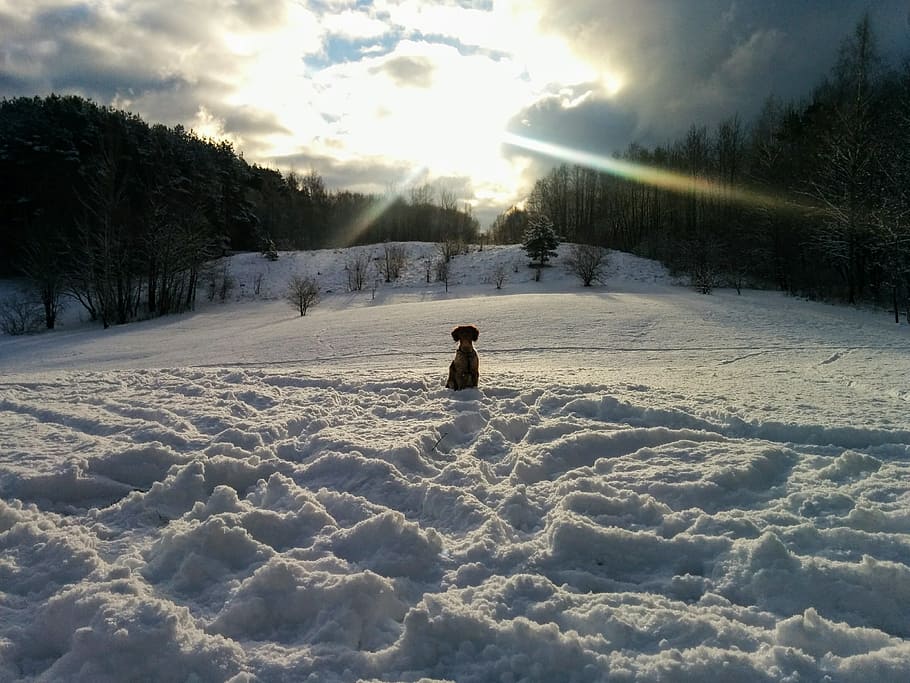 winter, snow, dog, real people, one person, sky, cold temperature HD wallpaper