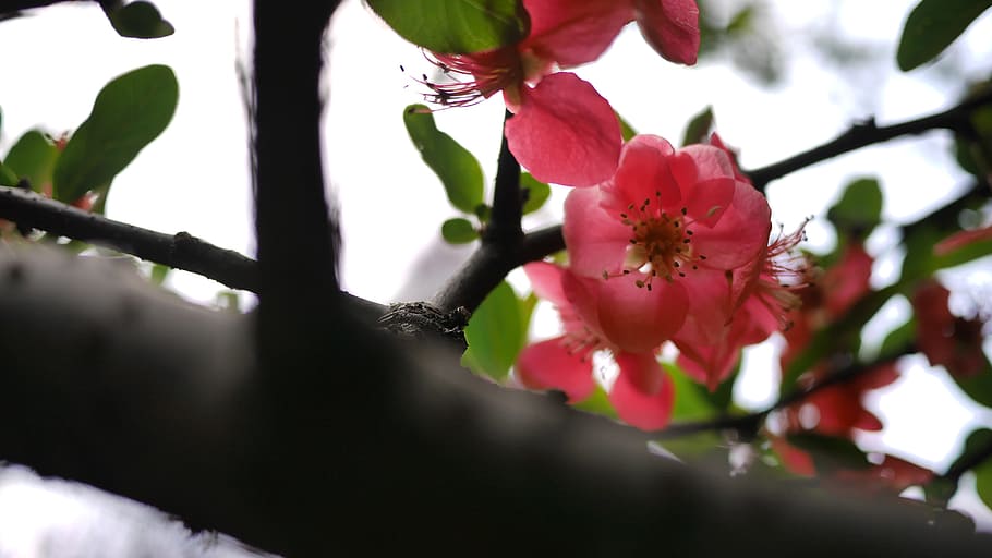 Spring, Flower, Open, growth, nature, beauty in nature, fragility HD wallpaper