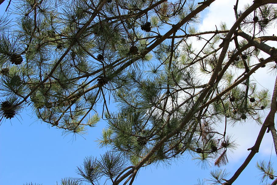 pine tree, echinacea, blue sky, white cloud, trees, spring HD wallpaper