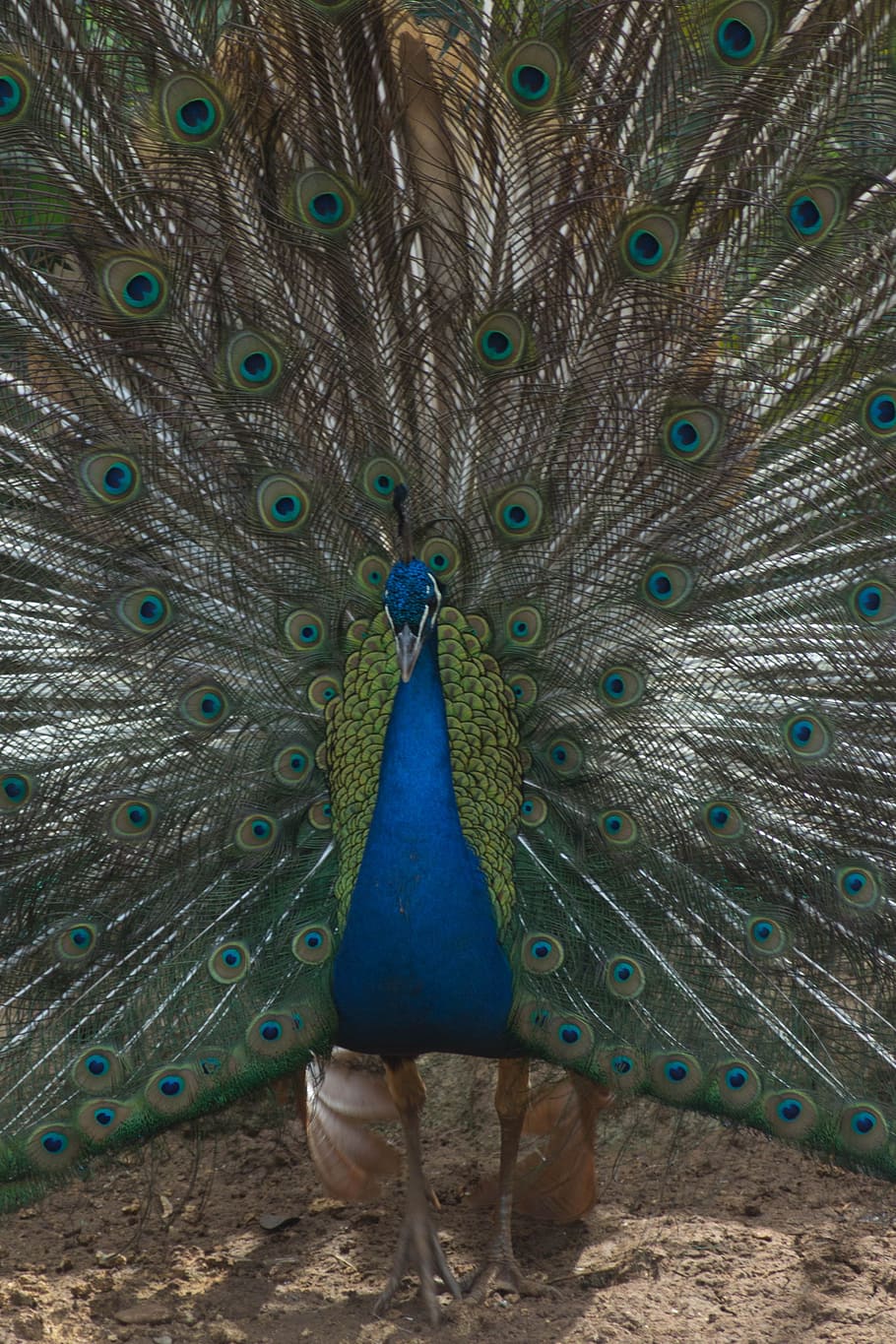 peacock, tail, colors, blue, zoo, nature, animal world, animals HD wallpaper