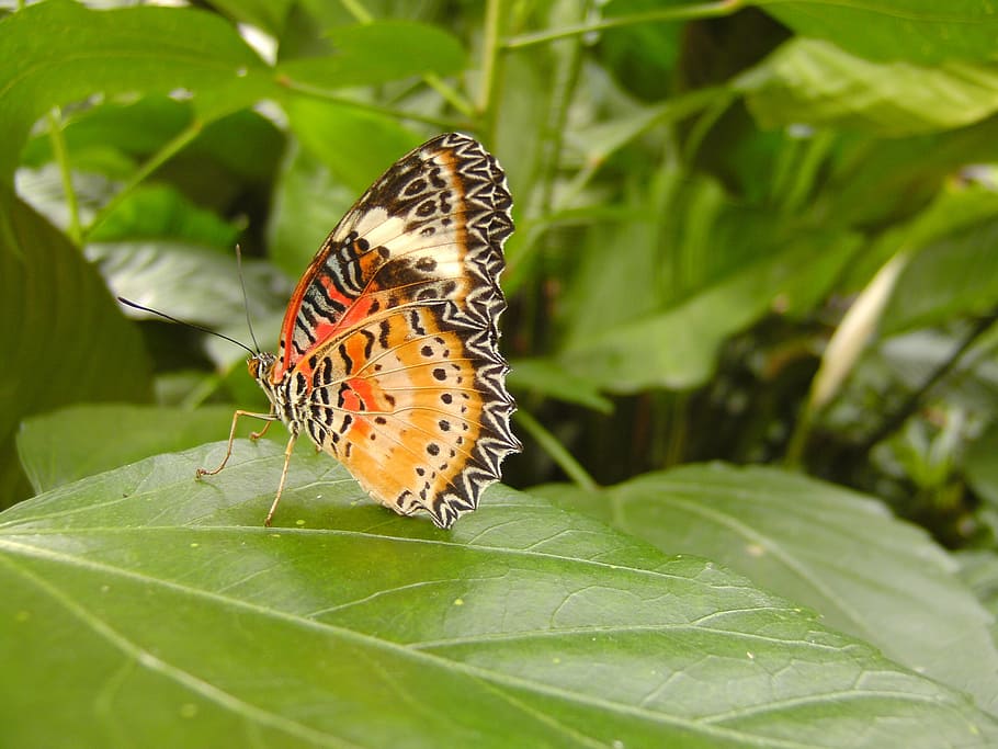 butterfly, leaf, green, nature, animal wildlife, insect, animal themes HD wallpaper