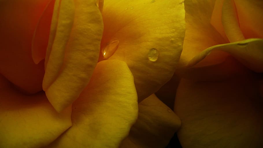 Yellow, Flowers, Roses, Floral, love, blossom, romantic, romance, HD wallpaper