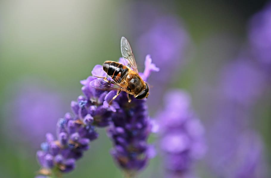 macro shot of brown bee on purple lavender, hoverfly, insect HD wallpaper