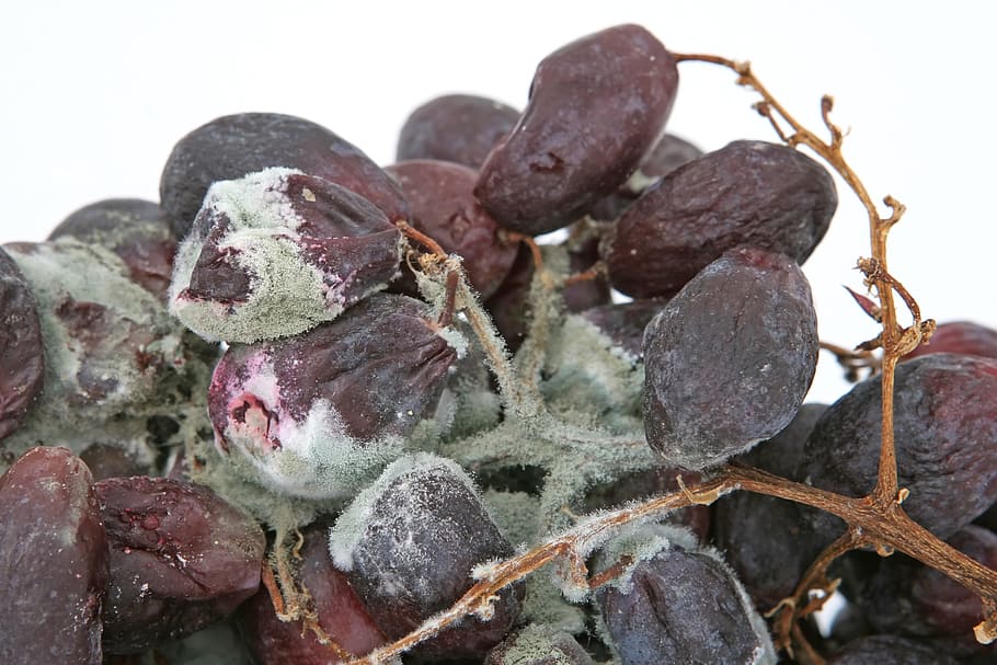 macro photography of raisins, age, bacteria, bio, biology, bug