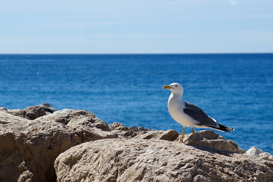 seagull, mediterranean, animal wildlife, animals in the wild HD wallpaper