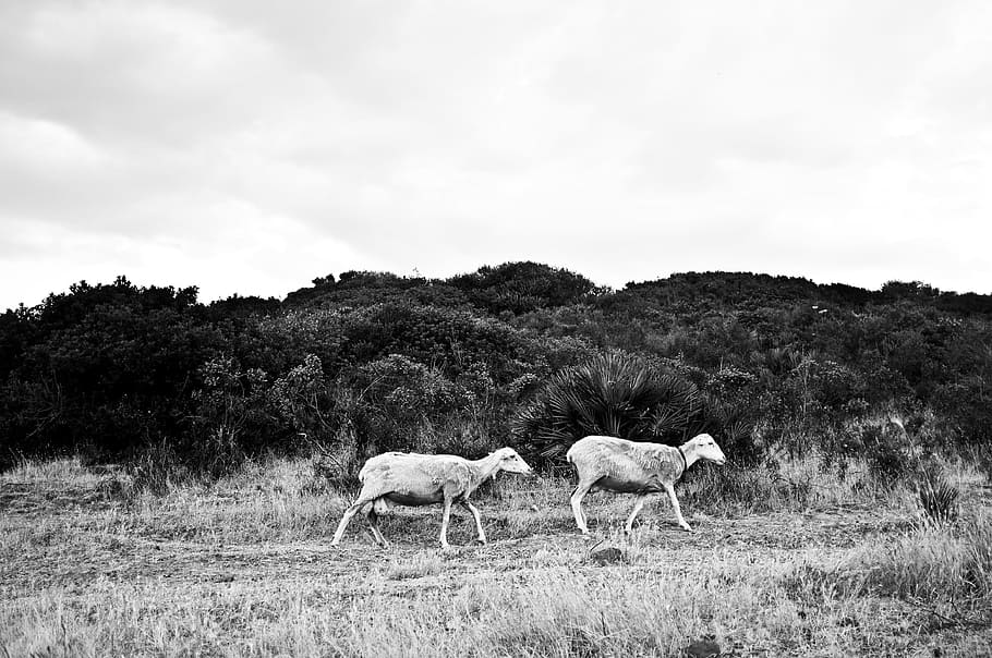 Sheep, Sardinia, Campaign, Lamb, Flock, animal, grazing, grass HD wallpaper