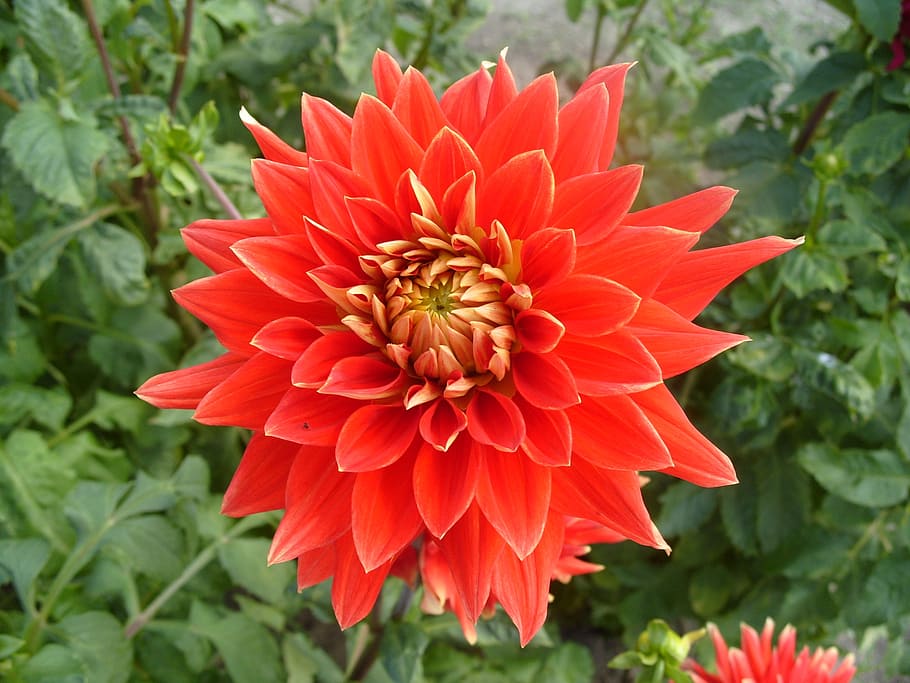 flower, dahlia, red, flowering plant, petal, flower head, beauty in nature HD wallpaper