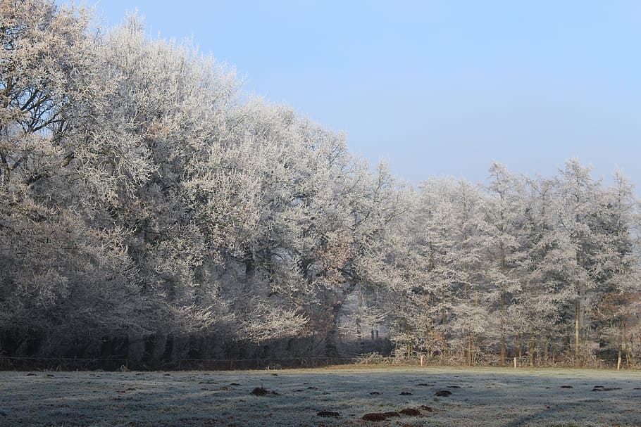 Wintry, Winter, Cold, Nature, Trees, meadow, eiskristalle, mood HD wallpaper
