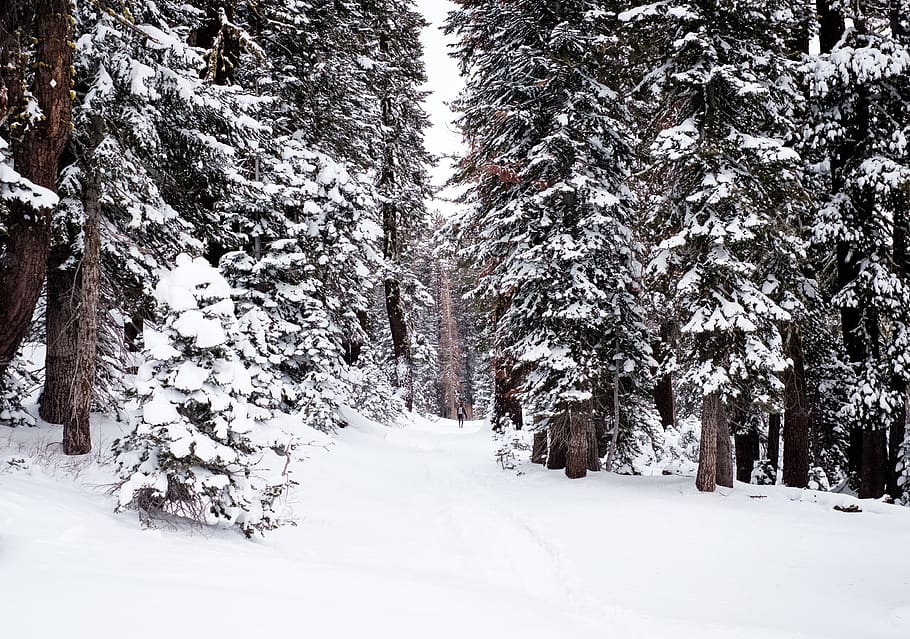 trees, plants, nature, snow, winter, cold, cold temperature HD wallpaper