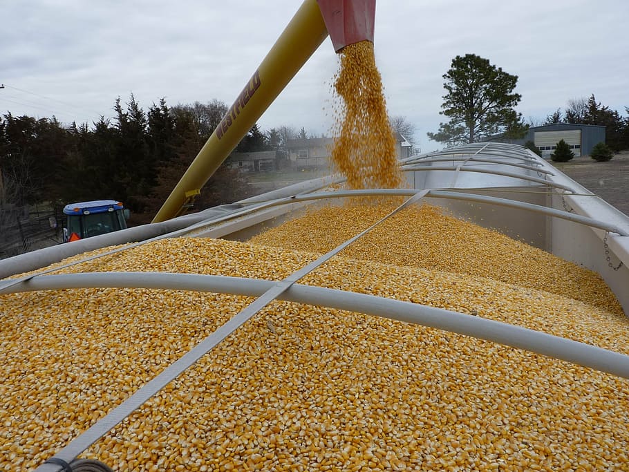 yellow corn, agriculture, loading, truck, vehicle, commercial vehicle HD wallpaper