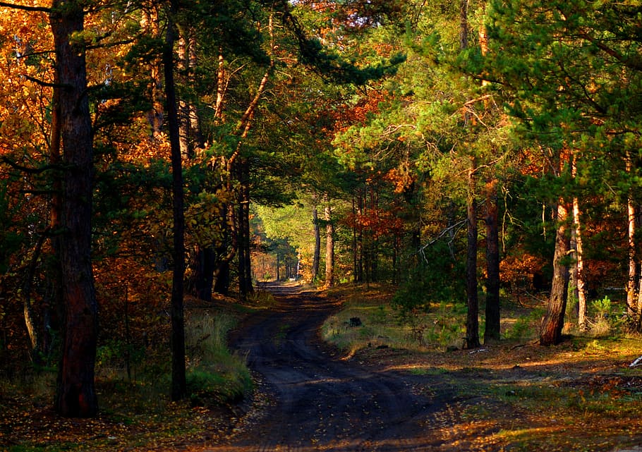 way, forest, tree, relaxation, autumn, autumn gold, colors of autumn HD wallpaper