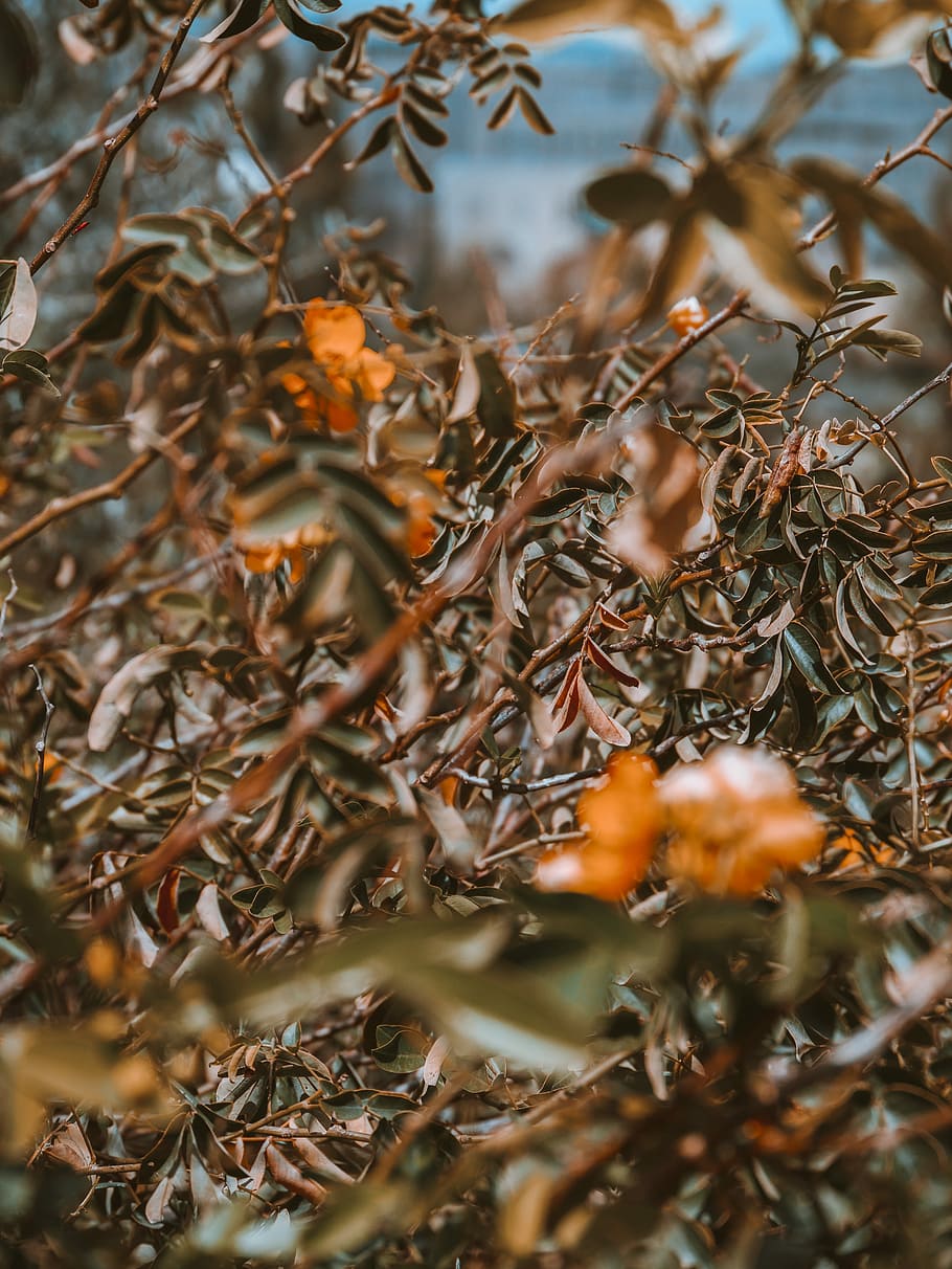 macro photography of brown leafed plant, shallow focus photography of green leafed plant HD wallpaper