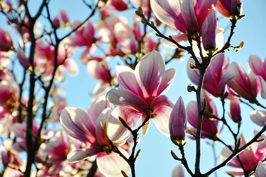 pink petaled flowers in close-up photography at daytime, magnolia HD wallpaper