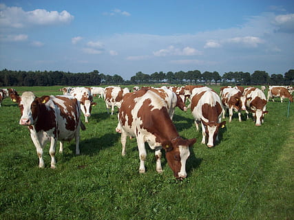 cow, cattle, breeding, domestic, livestock, domestic animals HD wallpaper