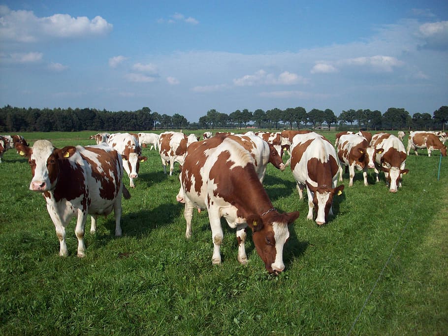 cow, cattle, breeding, domestic, livestock, domestic animals HD wallpaper