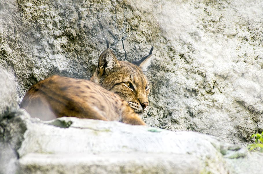 lynx, predator, bobcat, fur, animal, animal themes, mammal HD wallpaper
