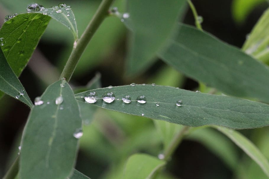 plant, raindrop, green, nature, leaf, macro, drip, wet, close HD wallpaper