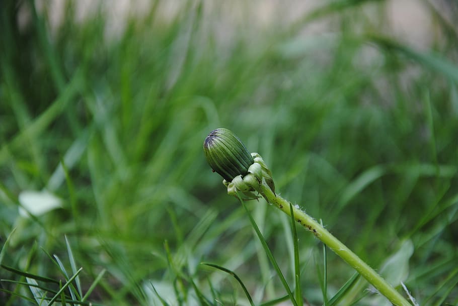 dandelion, blossom, bloom, bud, plant, nature, flowers, garden HD wallpaper