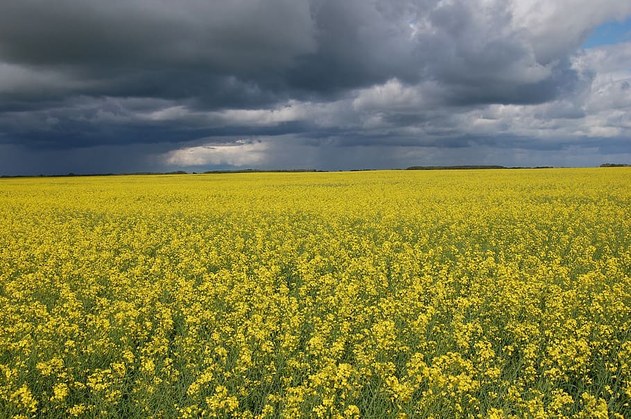 yellow rapeseed flower field under gray cloudy skies, france HD wallpaper