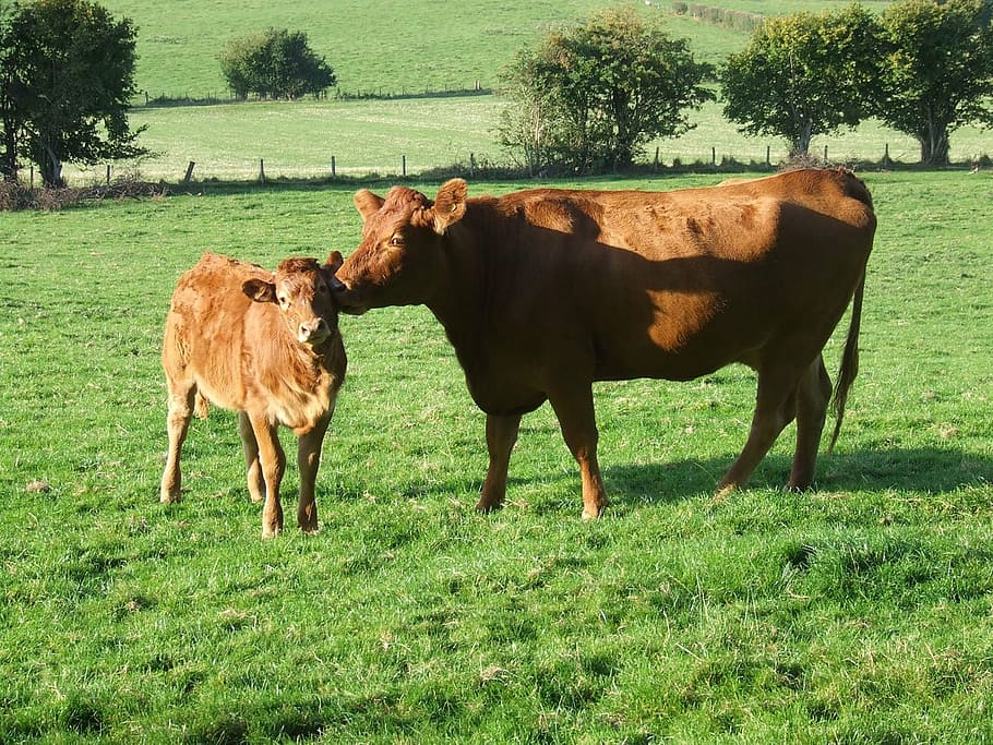 cow, calf, licking, affection, animal, bovine, farm, pasture HD wallpaper