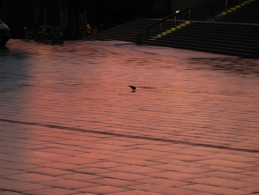 Morgenrot, Bird, lone, animal, outdoors, one animal, animal themes HD wallpaper