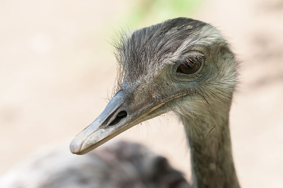 beak, ostrich, nandu, aminal, animal themes, bird, one animal HD wallpaper