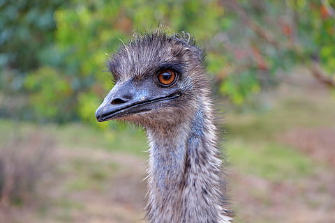 emu, australia, bird, fly, feather, wildlife, beak, dom, outdoor HD wallpaper