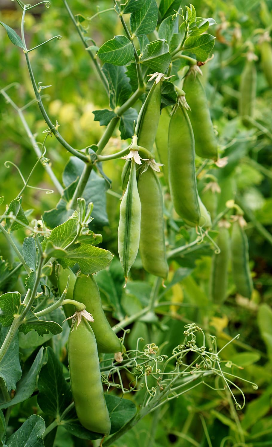 Peas In A Pod Hanging On A Vine In Nature Stock Photo  Download Image Now   Green Pea Pea Pod Growth  iStock