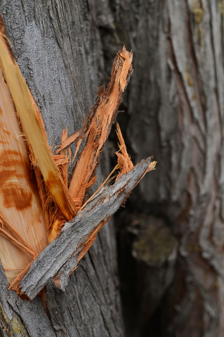 nature, tree, trunk, tree bark, wood - material, plant, close-up HD wallpaper