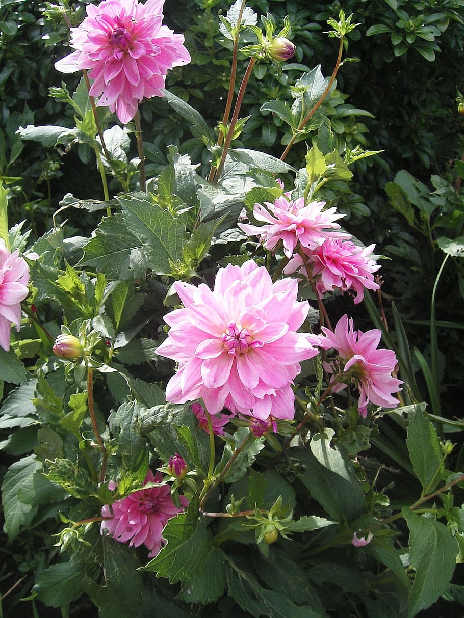 pink, dalhia, summer, flower, flowering plant, fragility, freshness HD wallpaper