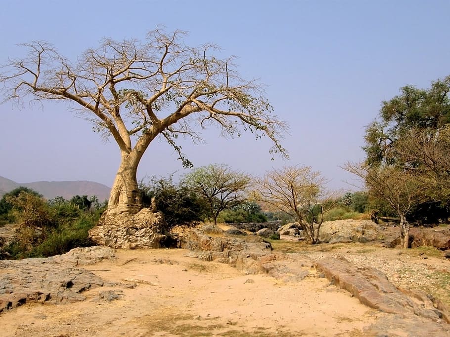 tree, trees, desert, namibia, namibian desert, dirt, dirt road HD wallpaper