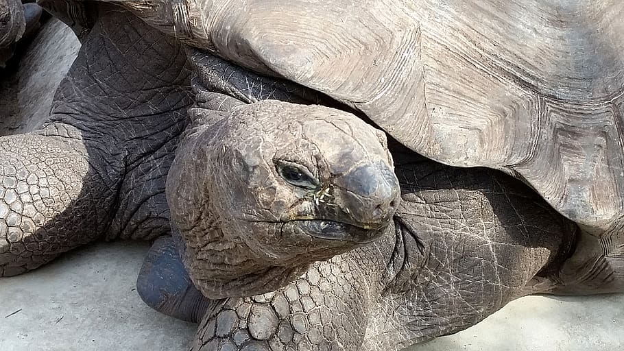 turtle, animals, zoo, animal themes, one animal, animals in the wild HD wallpaper