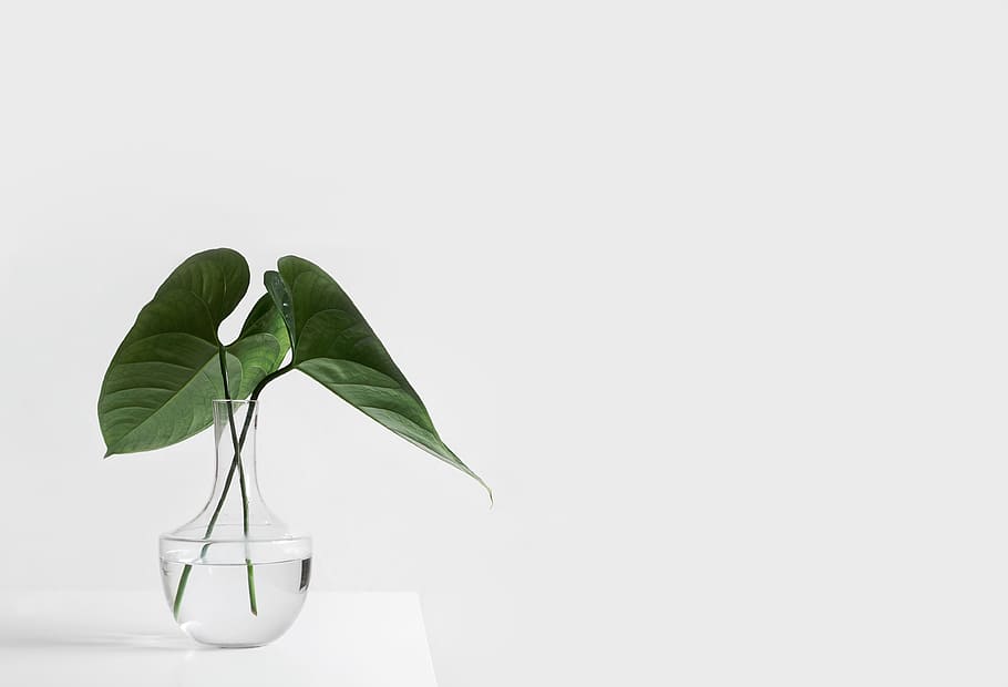 two green leaves in clear glass vase, white, aesthetic, table HD wallpaper