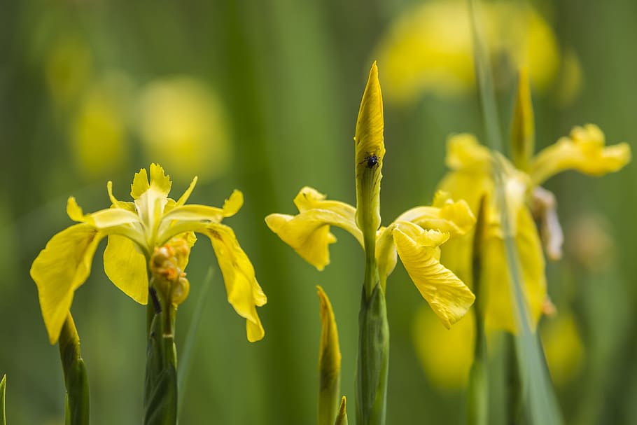 iris, lily, flower, blossom, bloom, nature, plant, wild flower HD wallpaper